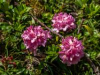 Alpenrosen Blütentrio - Klammljoch Wanderung